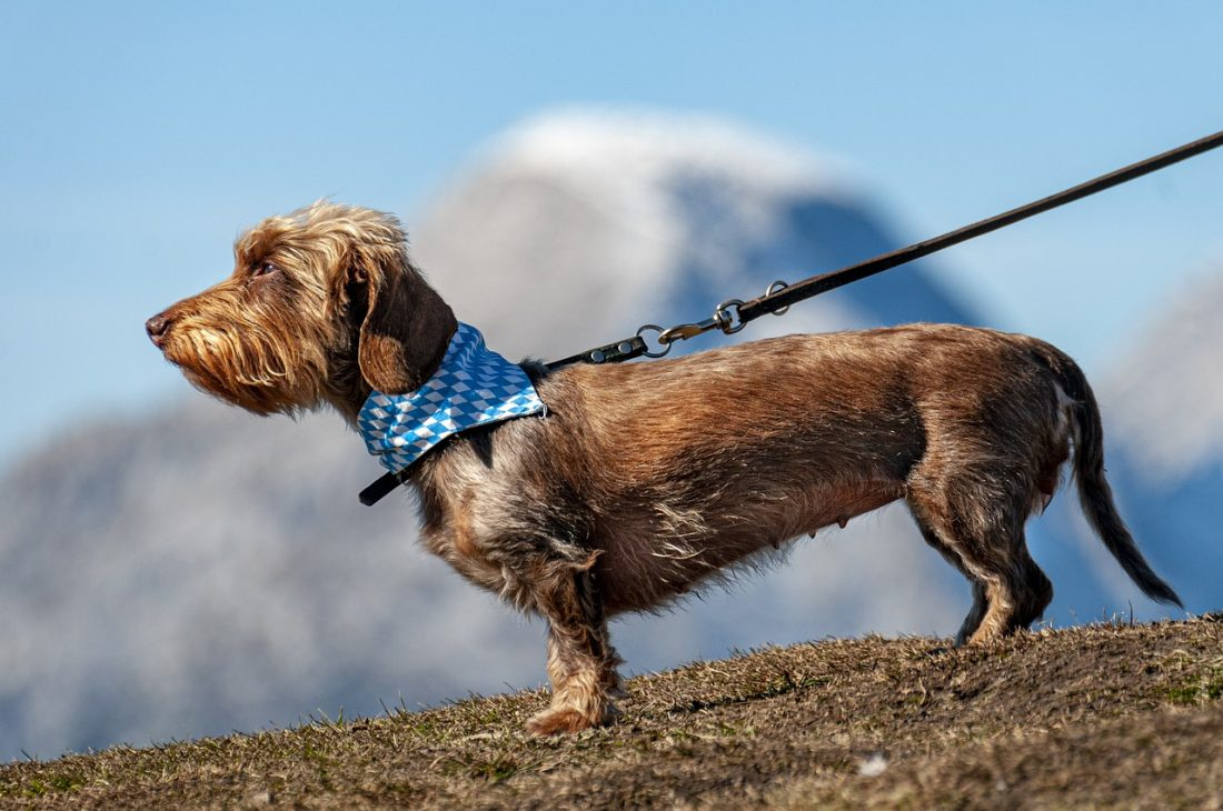 Die Körpersprache der Hunde