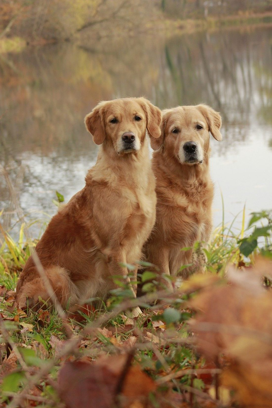 Mehrhundetraining